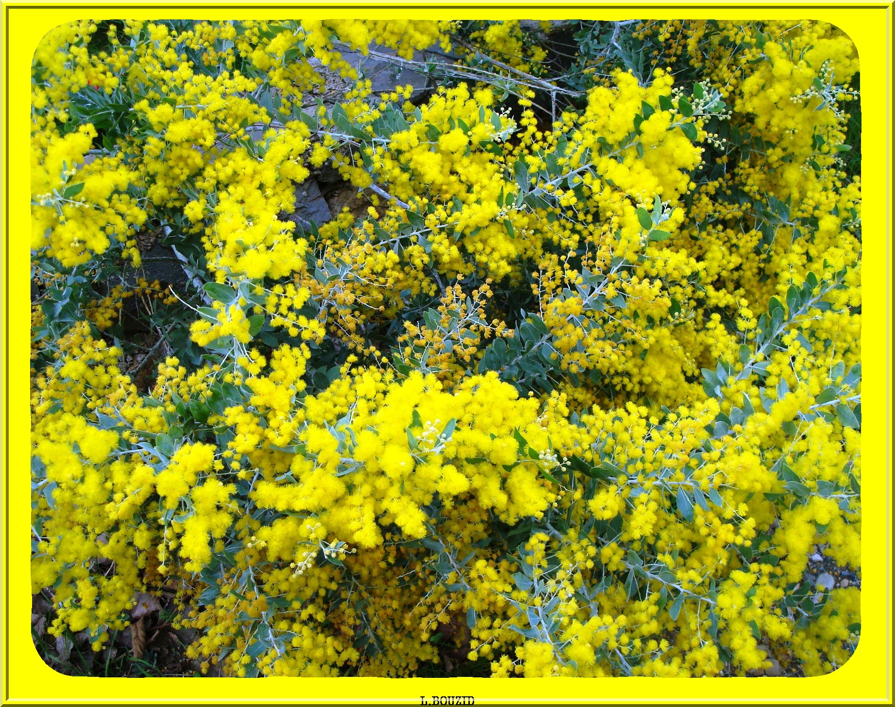 MIMOSA en fleurs