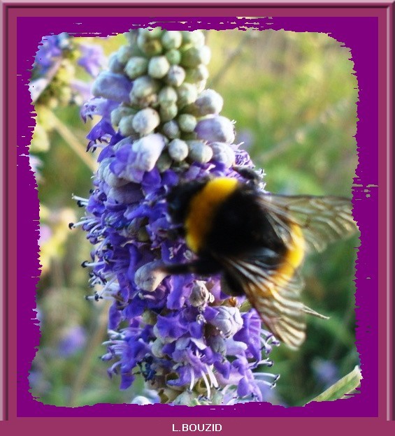 Bourdon terrestre(bombus terrestris)