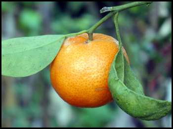 Oran - Conditions climatiques, vieillissement des vergers, manque d'eau…: Baisse sensible de la production des argumes