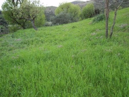Bouzelatène au début du printemps 2013