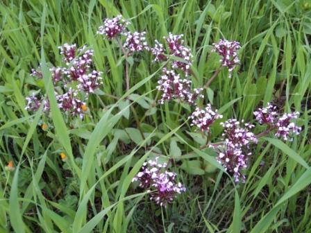 Bouzelatène au début du printemps 2013
