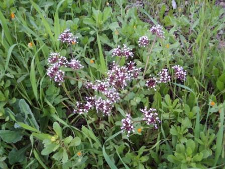 Bouzelatène au début du printemps 2013
