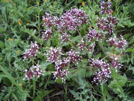Bouzelatène au début du printemps 2013