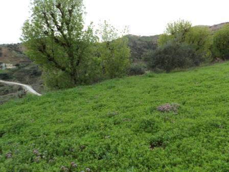 Bouzelatène au début du printemps 2013