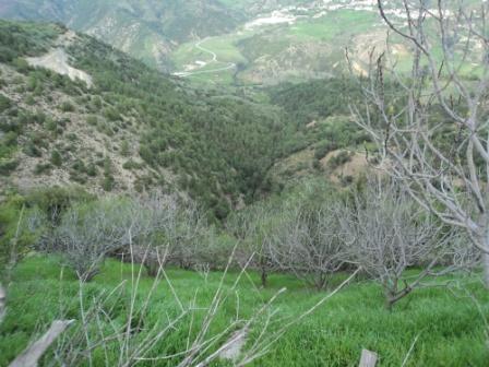 Bouzelatène au début du printemps 2013