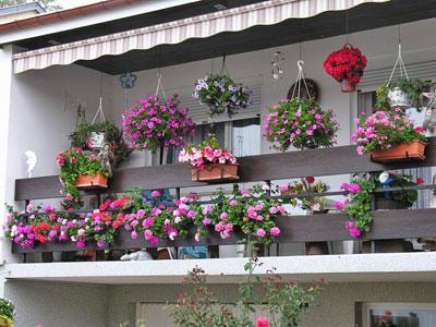 A chaque printemps - Le fleurissement des balcons et des cours des maisons, une tradition à Blida