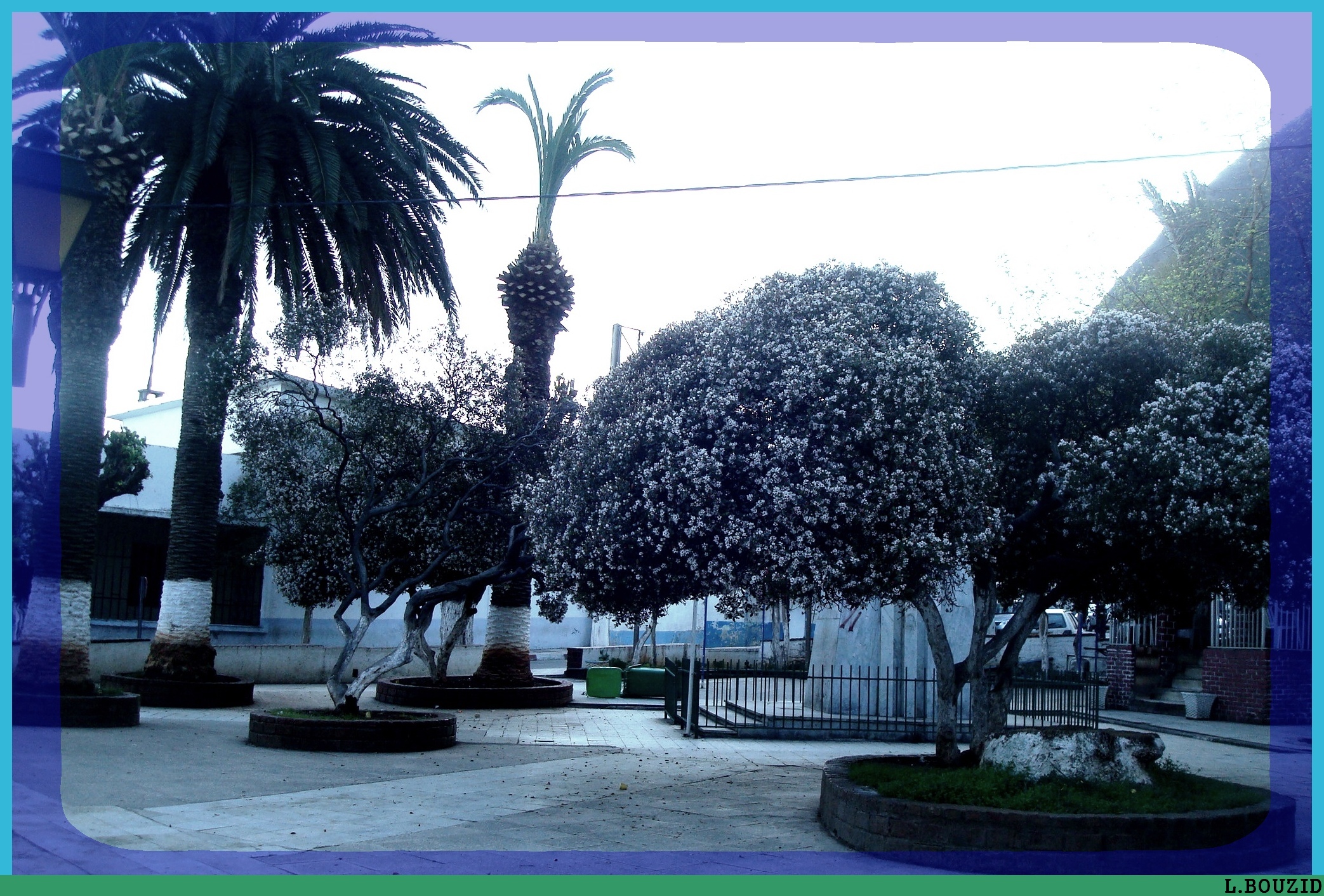 Placette de Ziama-Mansouriah