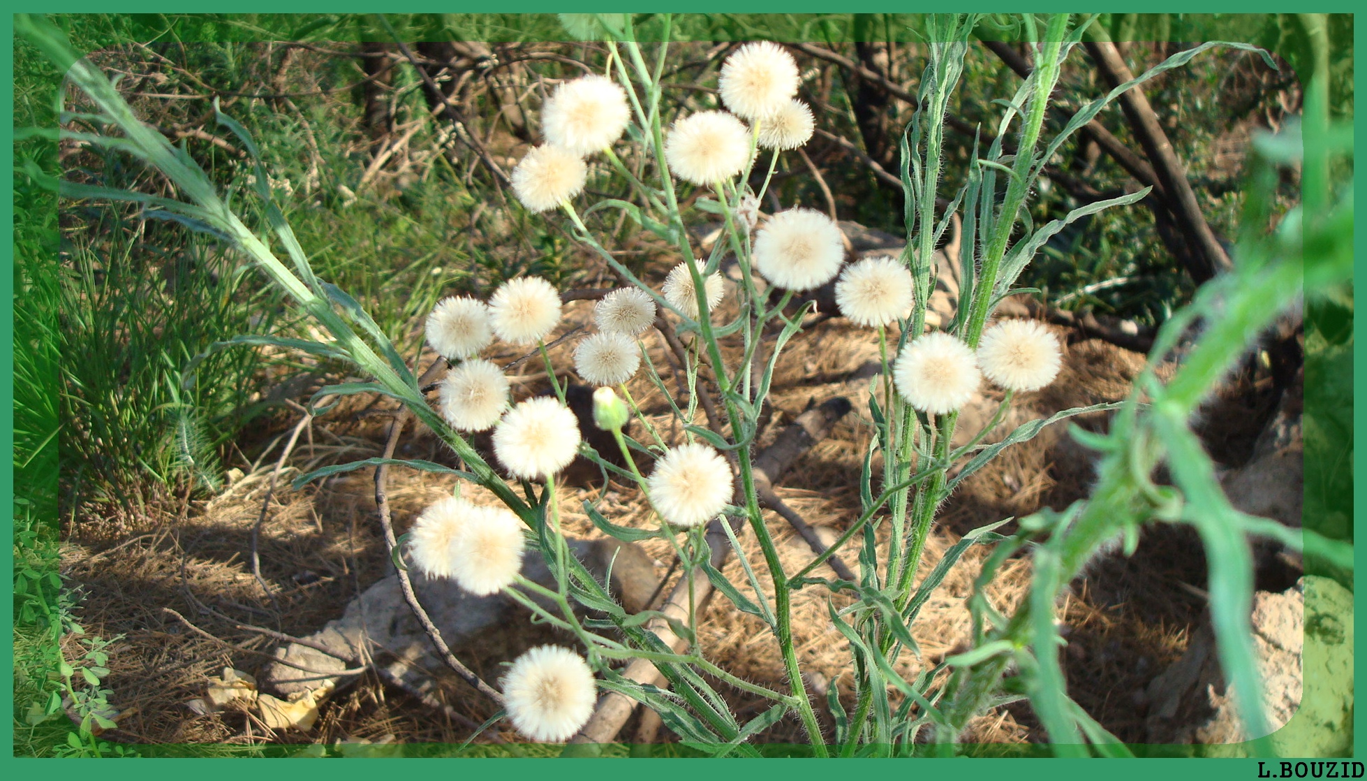 Vergerette du Canada  (Conyza canadensis)
