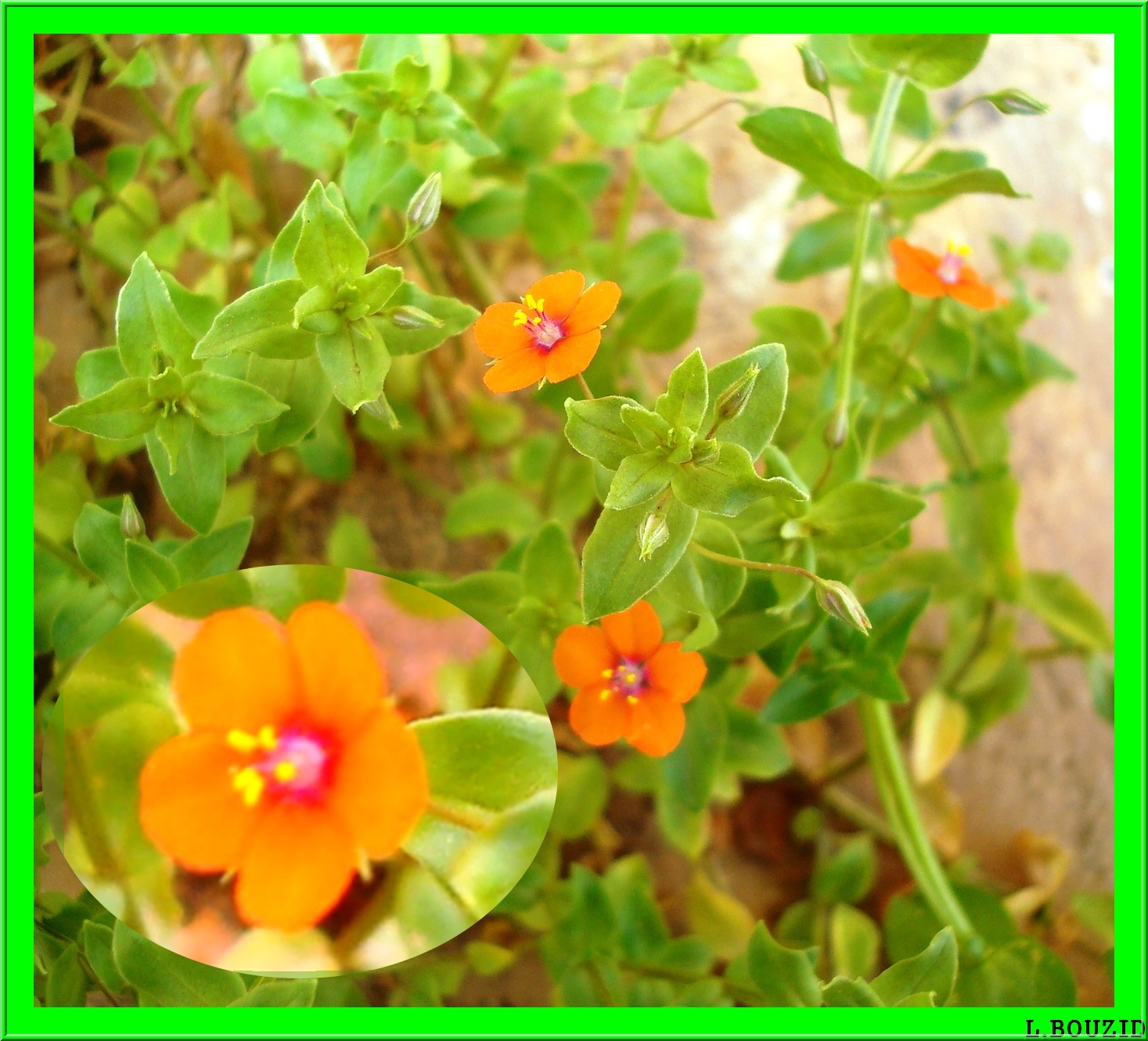 Mouron des champs(Anagallis arvensis)