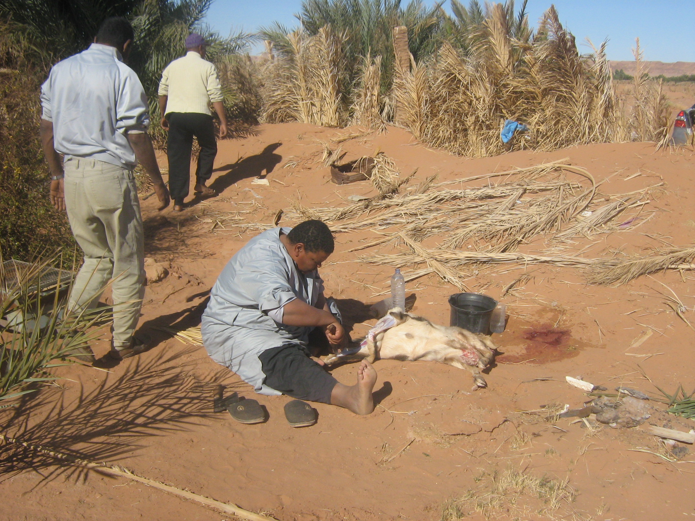 jafou in salah wilayat tamanrasset