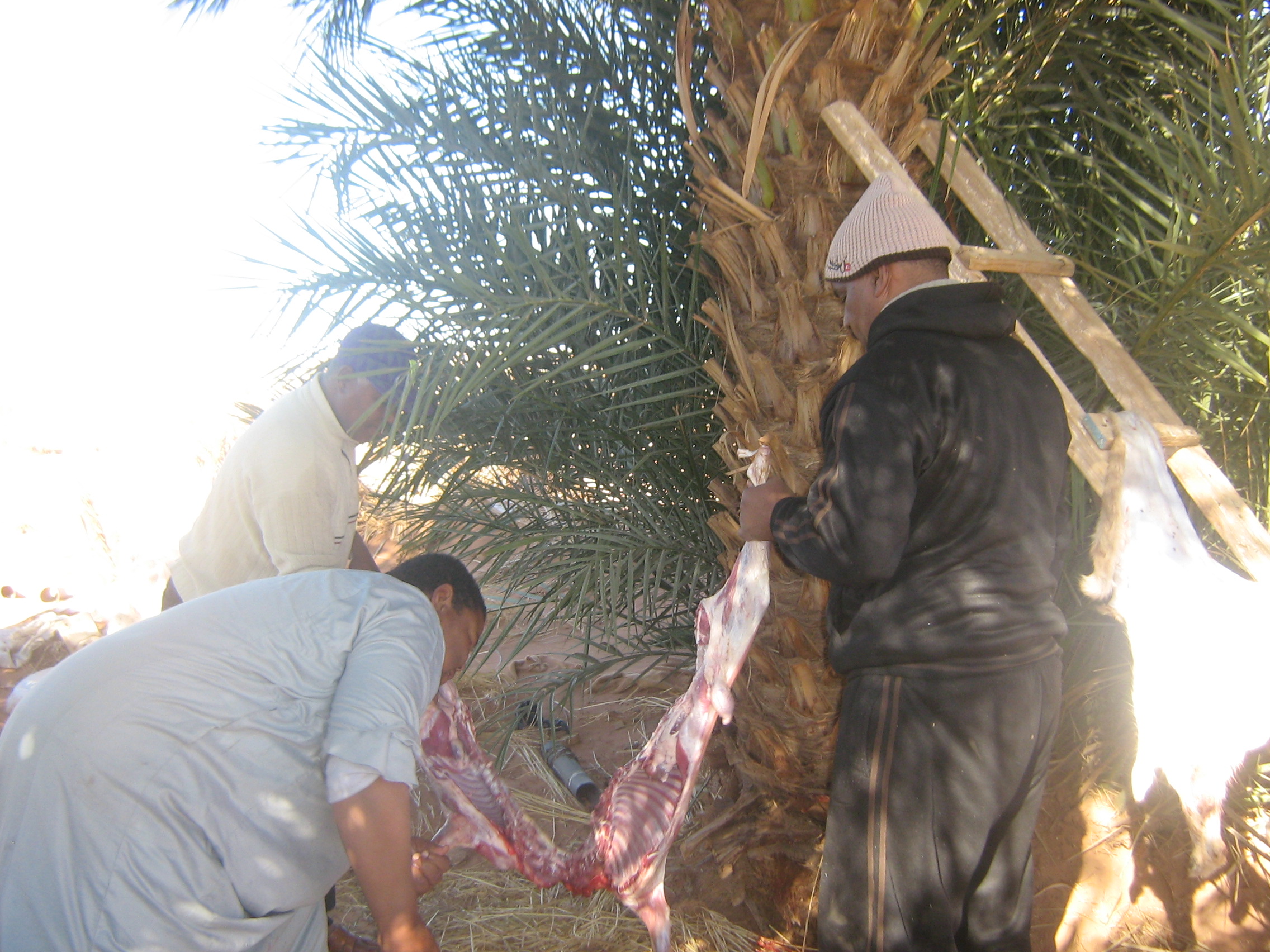 jafou in salah wilayat tamanrasset