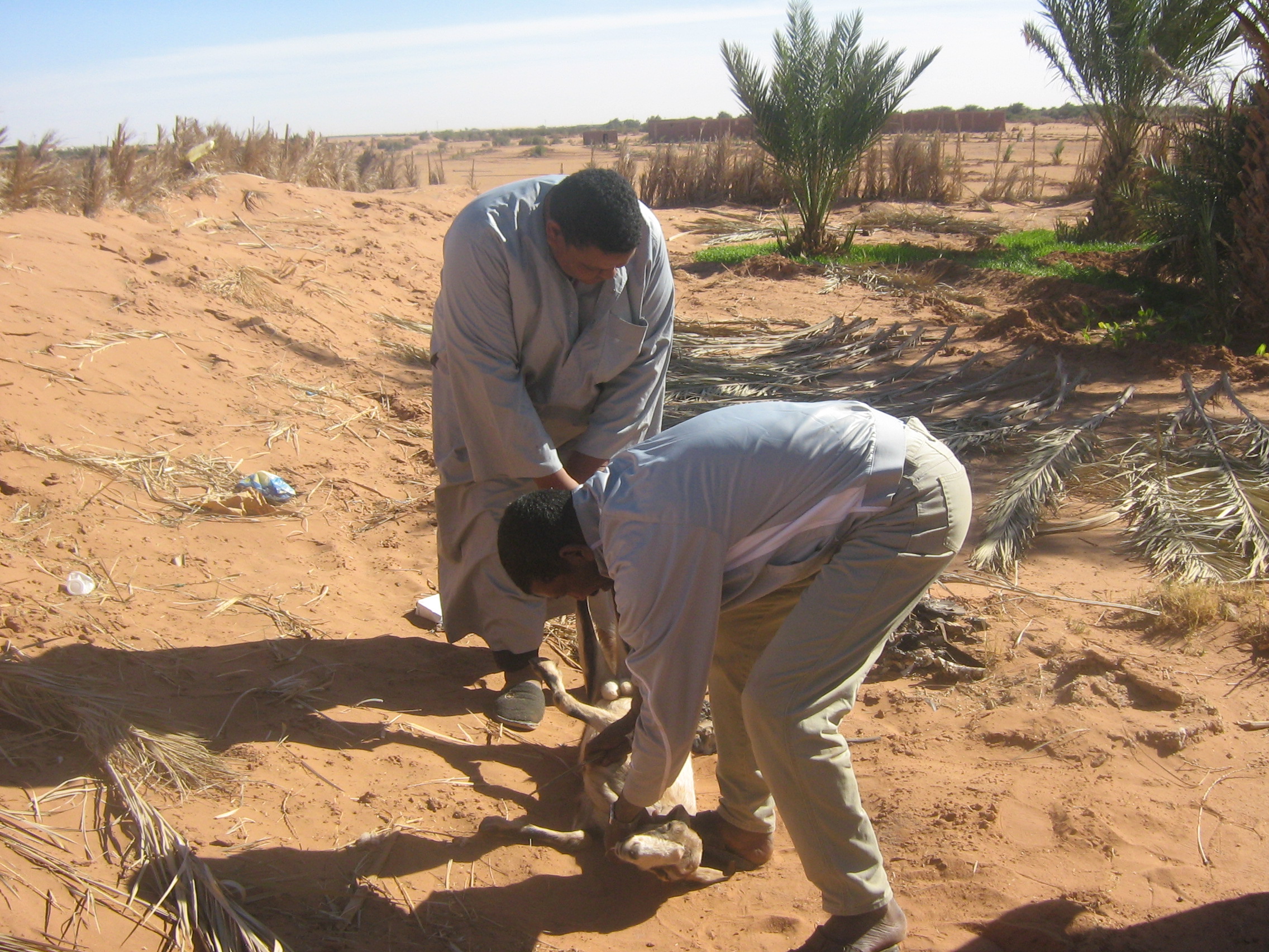 jafou in salah wilayat tamanrasset
