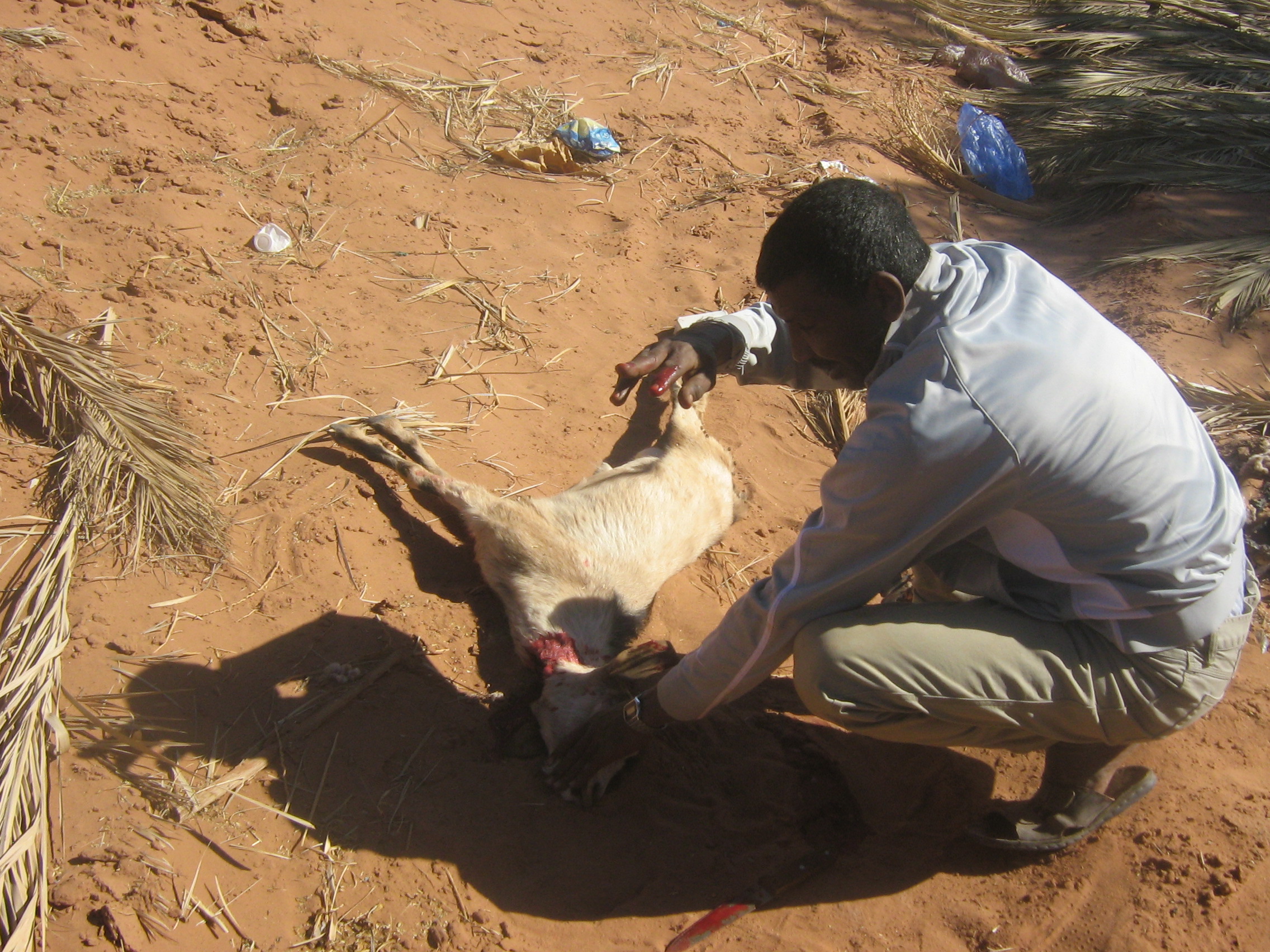 jafou in salah wilayat tamanrasset