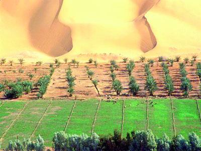 Algérie -  Secteur agricole et opportunité de postes d’emploi:  Les chômeurs du Sud croient aux apports de l’agriculture