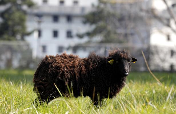 Planète - A Paris, les moutons remplacent les tondeuses