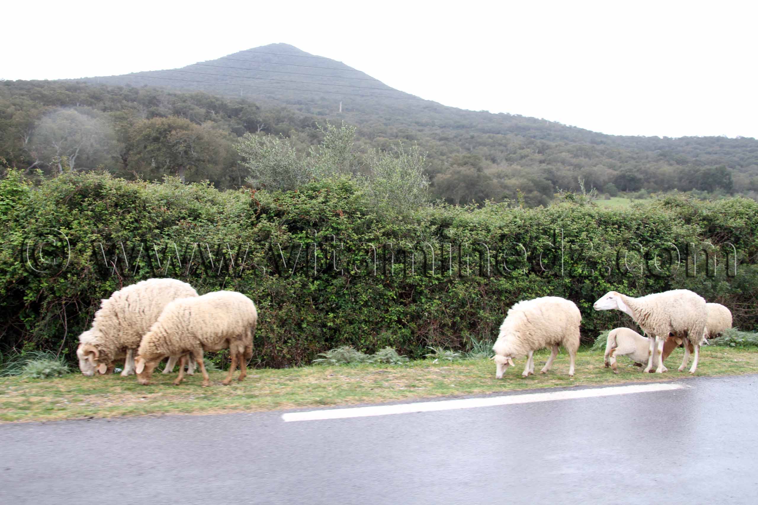 Petit troupeau de moutons, commune de souarekh (Wilaya El Taref)