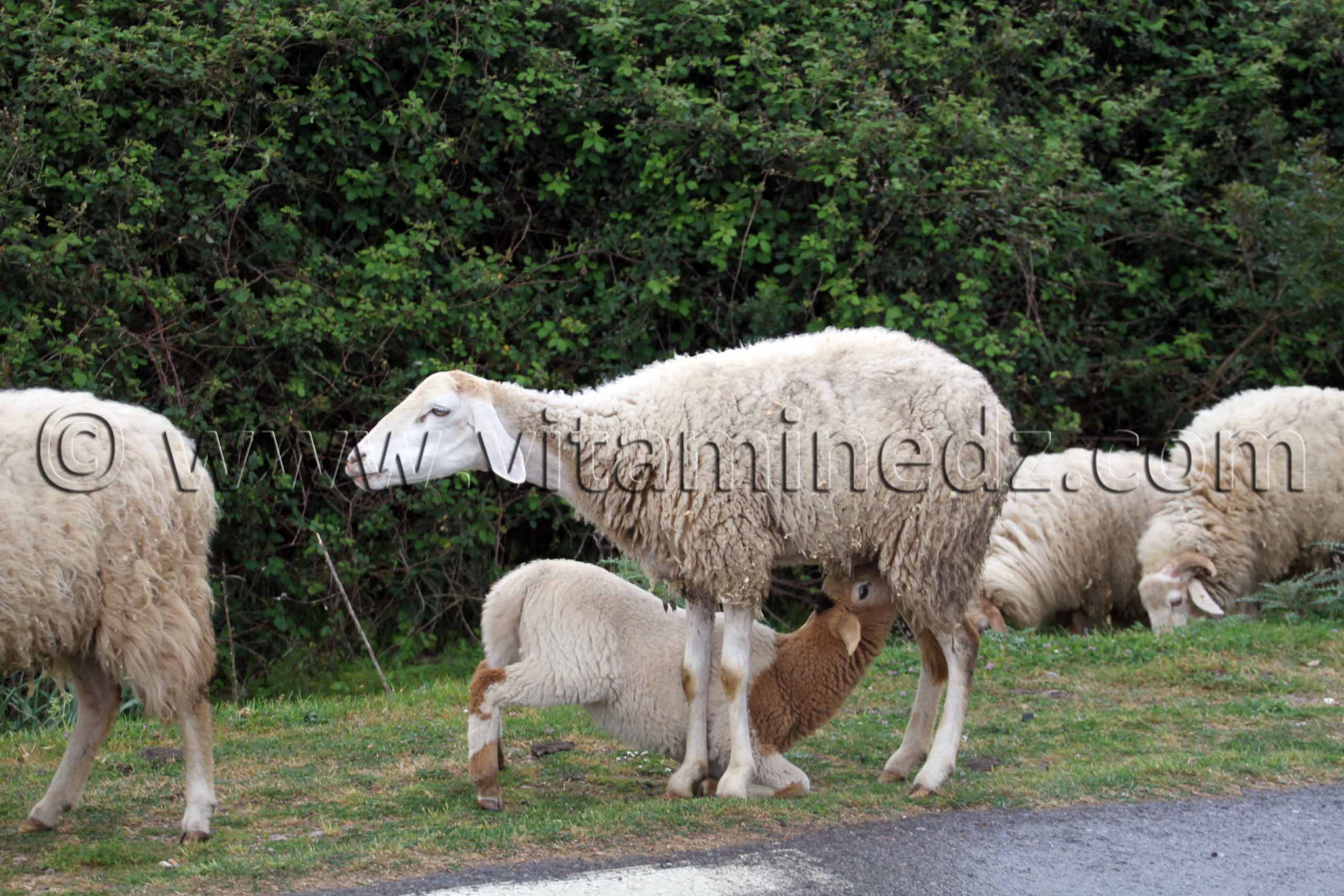 Brebis allaitant son agneau ...