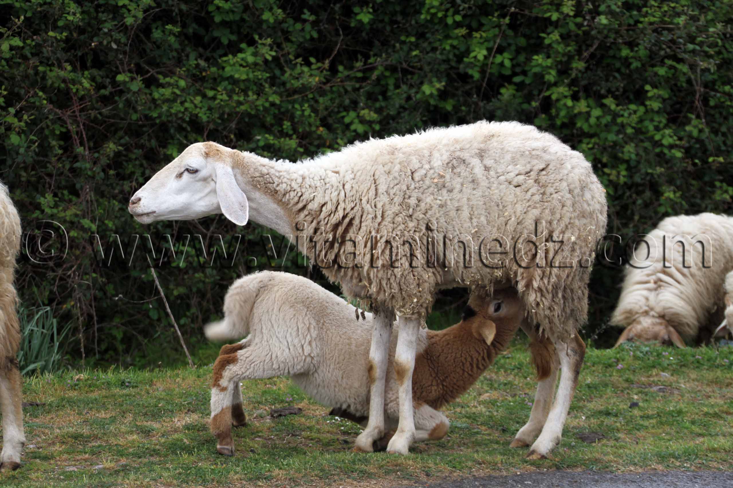 Brebis allaitant son agneau ... Oum Teboul