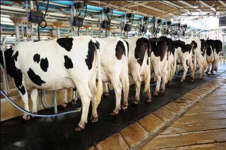 Algérie - Filières lait et céréales: Les industriels intéressés par l’amont agricole