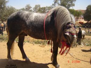 Le Haras National Chaouchaoua de Tiaret