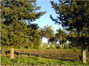 Paysage de la commune Ramdane Djamel (ex St Charles)