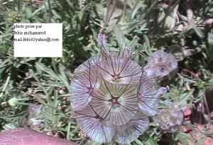 Fleur unique geométrique