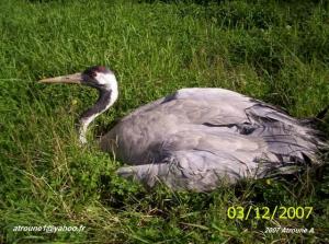 Découverte d'une grue cendrée à Gouraya!!