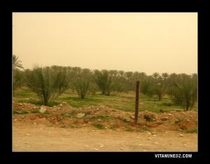 Palmeraie de Doucene