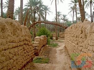 La palmeraie de Ouled Djellal