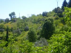 paysage de draa kebila (Algérie)