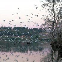 Béjaïa - Le gibier à plume se fait désirer