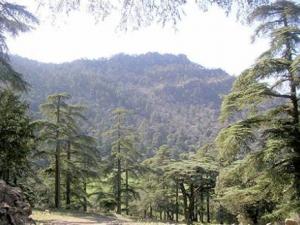 Sur les sentiers du parc national de Théniat El Had: Escapade au paradis des cèdres