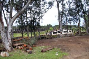 Parc National d\'El Kala, Oued Messida, Abattage d\'arbres (Wilaya Tarf)