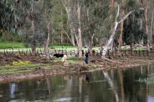 Parc National d\'El Kala, Oued Messida (Wilaya Tarf)