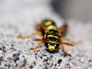 Planète - Biodiversité:  Enjeu stratégique pour l’humanité. Cas de l'Algérie