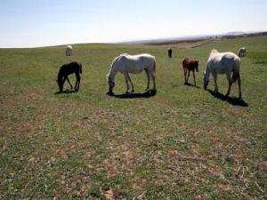 Des contraintes risquent d’hypothéquer cette activité:  Le développement de l’élevage équin à Laghouat freiné