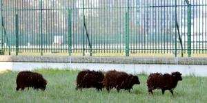 Planète - France:  Des moutons pour tondre en ville, vrai gain pour l'environnement?