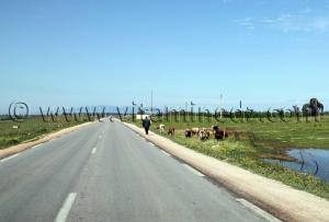 Troupeau de vaches, Commune de Berrihane entre Annaba et El Kala (Wilaya Tarf)