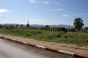 Cheval, Commune de Berrihane entre Annaba et El Kala (Wilaya Tarf)