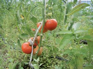 Adrar -  C’est la Fête de la Tomate