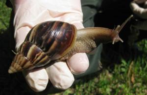 Planète - Des escargots géants envahissent la Floride