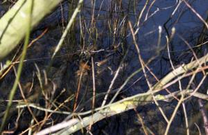 Planète - Le bois de Vincennes, plus sauvage qu'on ne le croit