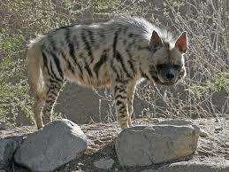 Photographiée par une équipe de l’INRF:  Une hyène rayée découverte morte à Constantine