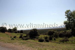 Commune de Benmhidi, wilaya de Tarf