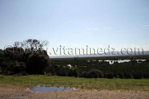 Marécages, Commune de Benmhidi, wilaya de Tarf