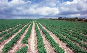 Oran - Agriculture: Les fellahs demandent le respect de la classification agricole