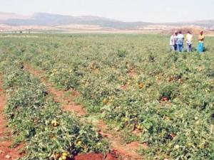 Annaba - Tomate industrielle:  Une campagne tardive et d’autres craintes