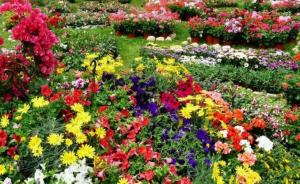 FLORALIES DE ANNABA:  Une réussite malgré la pluie