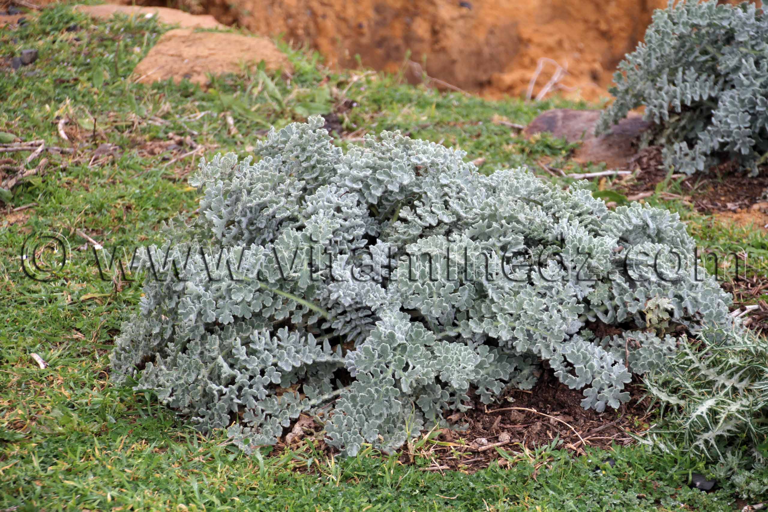 Plante sauvage, Parc National 'El Kala (Wilaya Tarf)