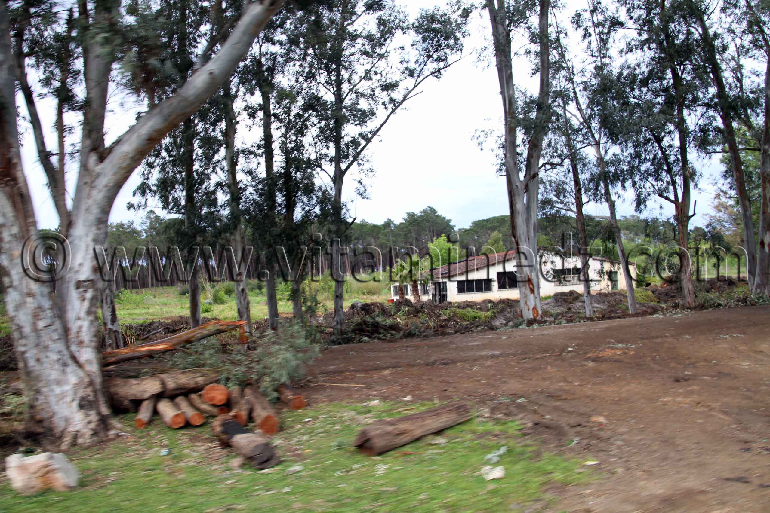 Parc National d'El Kala, Oued Messida, Abattage d'arbres (Wilaya Tarf)